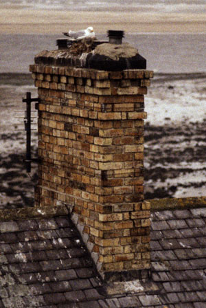 seagull on chimney.jpg